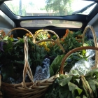 Trunk full of CSA baskets ready for delivery