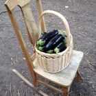 Basket of eggplant