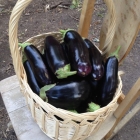 Basket of eggplant