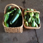 Freshly harvested zucchini and cucumber