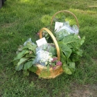 First CSA baskets, ready for delivery!