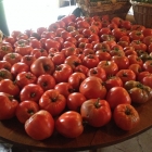Table full of heirloom tomatoes