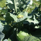 Frog sunning on broccoli leaf