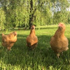 Three happy egg-laying hens!