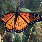 Monarch, showing up!