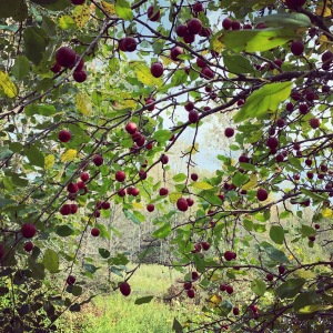 Apple-Tree