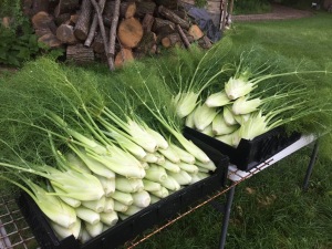 Fennel-on-Crates