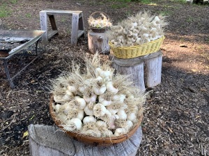 Garlic-in-Baskets