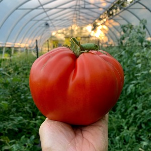 Heirloom tomato grown in our high tunnel