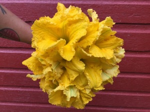 Squash-Blossom-Close-Ups