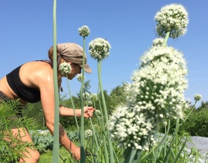 Susan-and-Allium-Flower