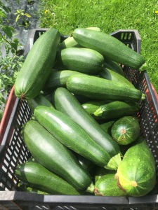 Zucchini