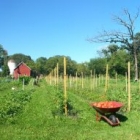 Pasture with vegetable beds and wheel barrow of tomatoes