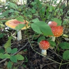 Amanita Muscaria mushroom (poisonous)