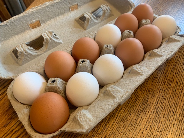 Egg-cellent surprise: Idaho family's hen lays giant eggs with